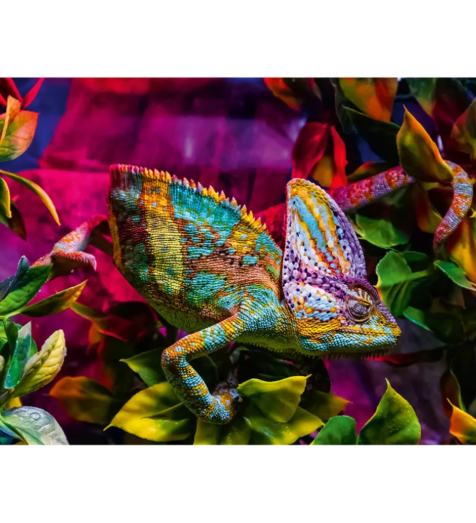 Puslespil*Ravensburger Puslespil - 500 Brikker - Chameleon